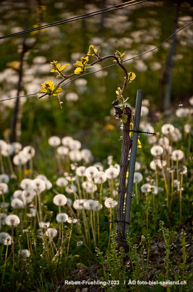Bildname:  Reben-Fruehling-7023  Reben im Frühling am BielerseeBildgrÃ¶sse: 2832  x 4256 px /  24.0 x 36.0 cm (300dpi)StichwÃ¶rter:  Drei Seen...